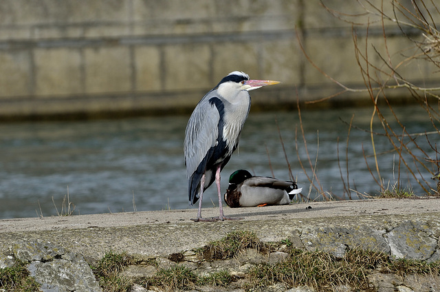 BESANCON: Un héron cendré (Ardea cinerea).