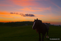 Dusk over the Paddock