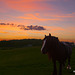 Dusk over the Paddock