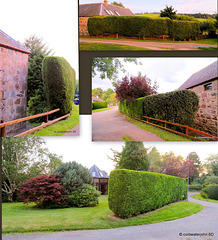 Hedge-Trimming Day - on the Sabbath!