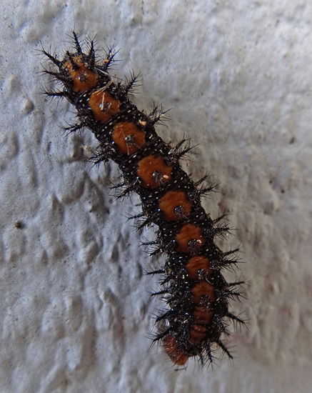 Gulf Fritillary butterfly in caterpillar stage