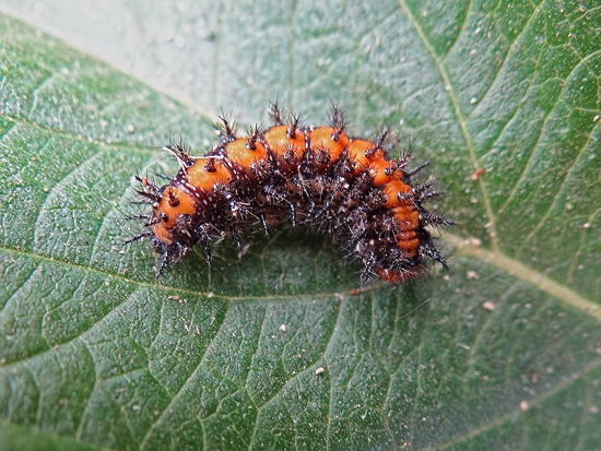 Gulf Fritillary butterfly in caterpillar stage