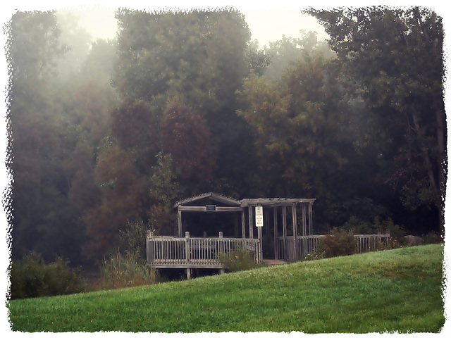 Trees in the mist