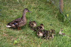 Quack - Duck Family