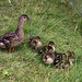Quack - Duck Family