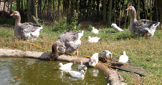 Ducks and Geese