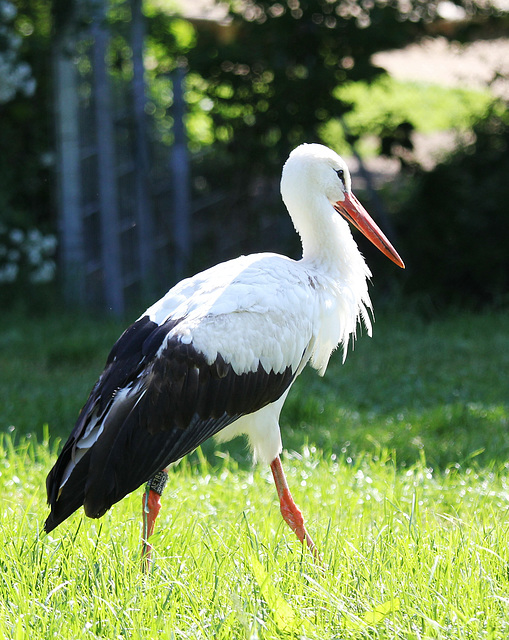 Storch