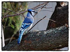 Blue fella on a rosebud tree