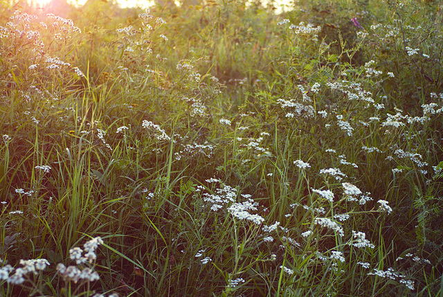 Mayweed