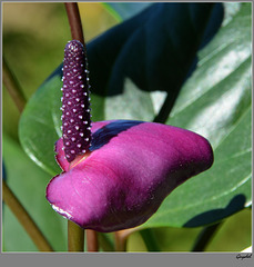 Inflorescence de l' anthurium violet