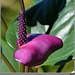 Inflorescence de l' anthurium violet