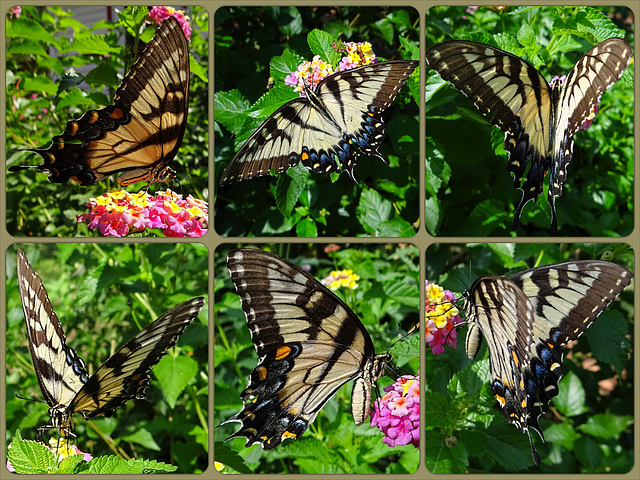 Eastern Tiger Swallowtail (Papilio glaucus)(f) Collage