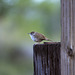 Canyon Wren