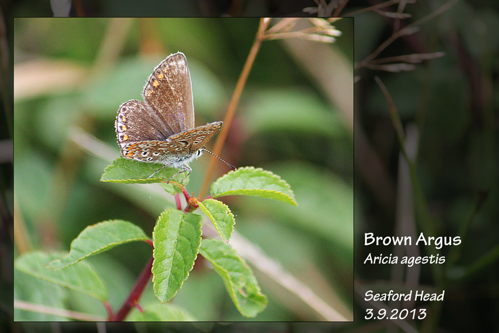 Brown Argus - Seaford Head - 3.9.2013