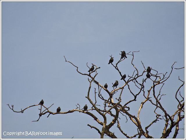 black birds