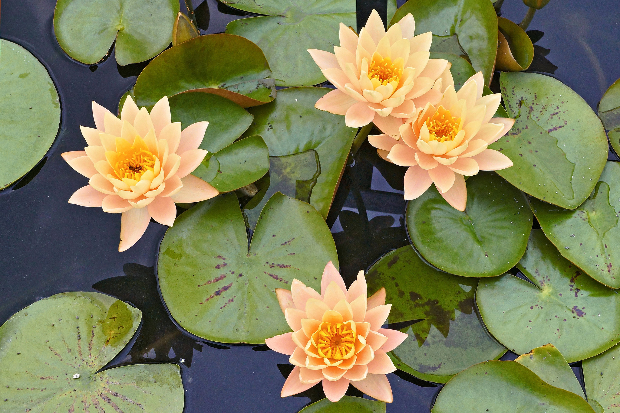 Nymphaea "Clyde Ikins" – New York Botanical Garden, New York, New York