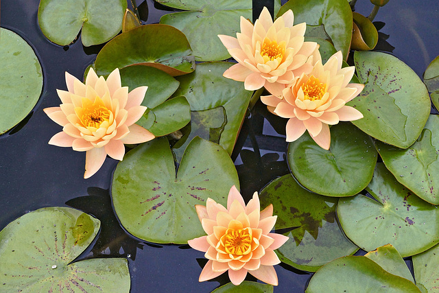 Nymphaea "Clyde Ikins" – New York Botanical Garden, New York, New York