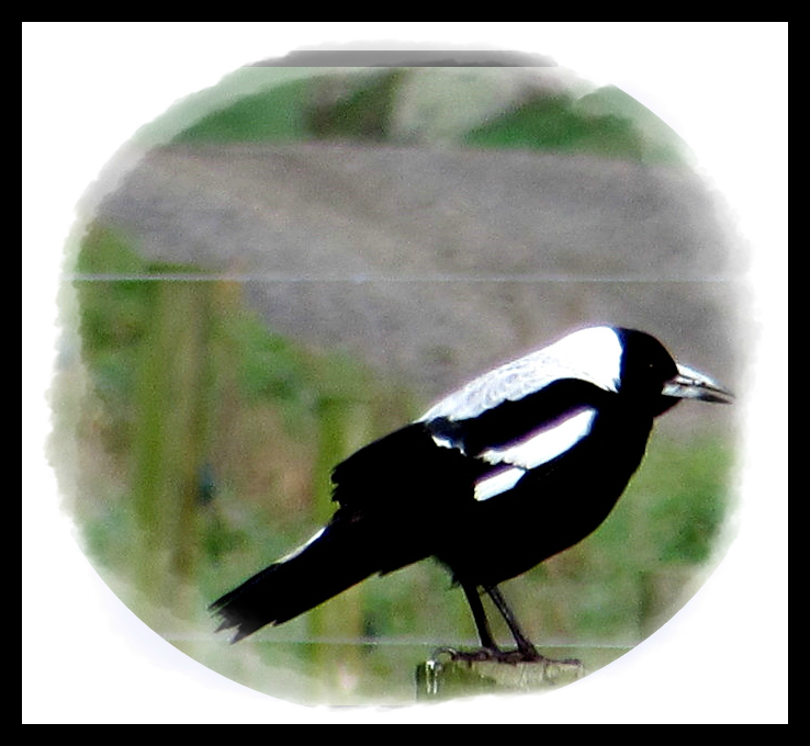 Magpie