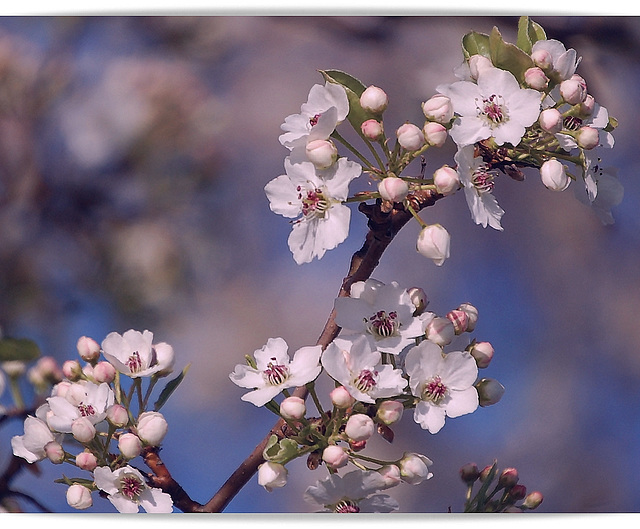 Spring Bough