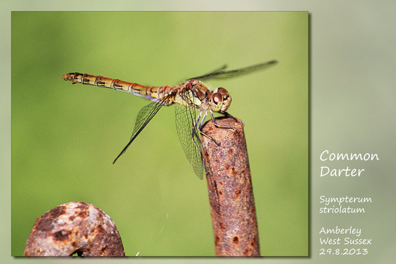 Common Darter - Amberley - 29.8.2013