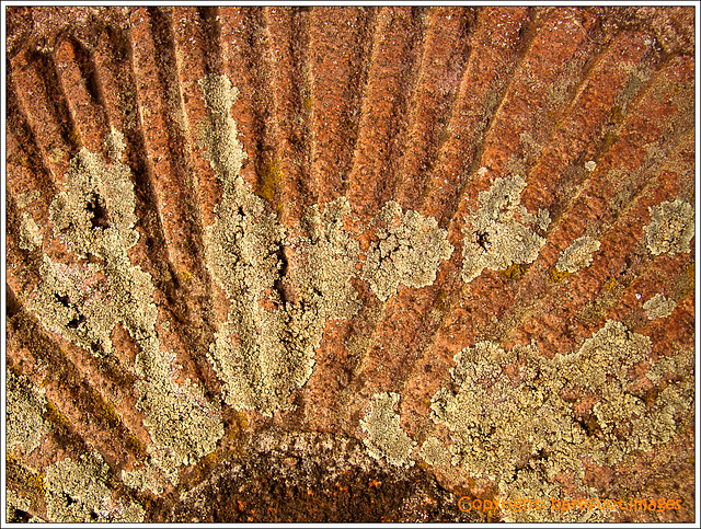 lichen on millstone