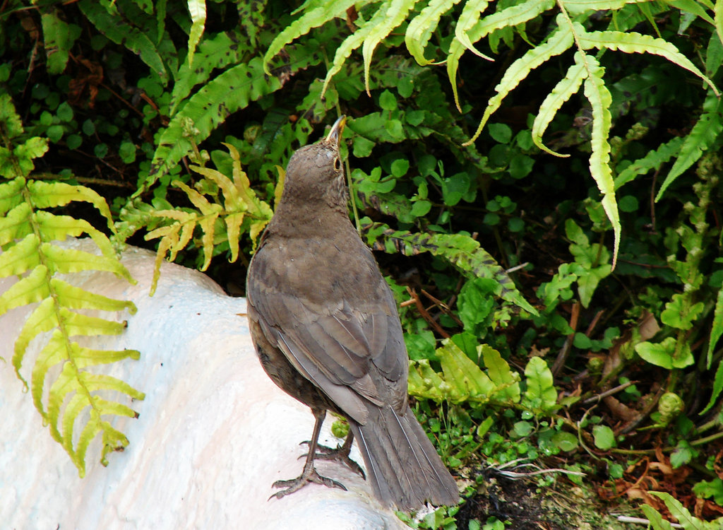 Thrush in the Garden of Wellbeing