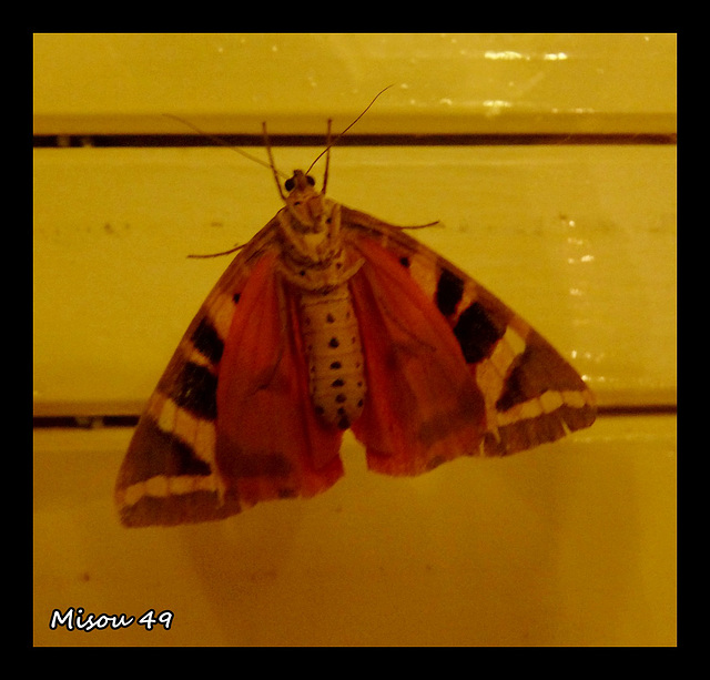 PAPILLON de NUIT