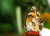 Pearl Crescent