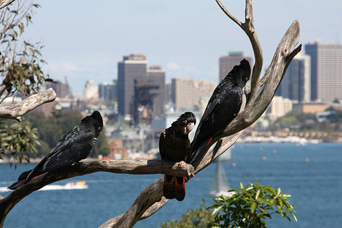 Glossy black cockatoos