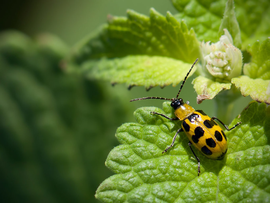 Beautiful Cucumber Beetle