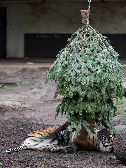 Dumai vs. Weihnachtsbaum II (Wilhelma)