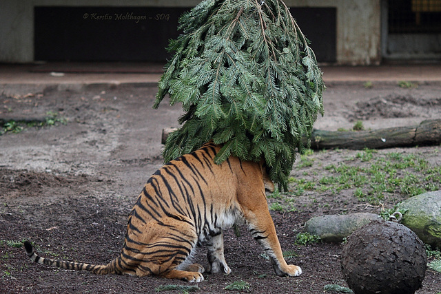 Dumai vs. Weihnachtsbaum IV (Wilhelma)