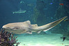 Zebra Shark