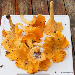 This morning's chanterelles