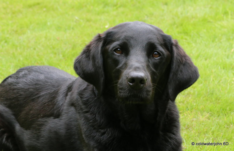 Jet is a trained gundog - can she be trained to search out chanterelles,  is the question...