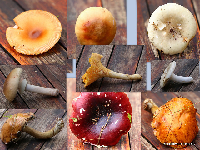 Pick your poison - only one is edible: do you recognize it?