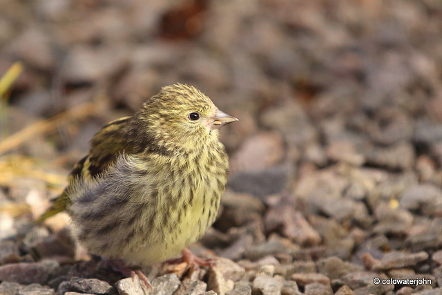 Young Siskin enjoying the sunshine