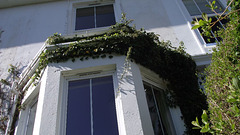 My gutter around my bay window is congested with ivy.