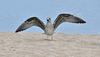 FREJUS: Un Goéland brun (Larus fuscus).