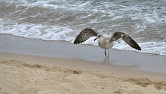 FREJUS: Un Goéland brun (Larus fuscus).