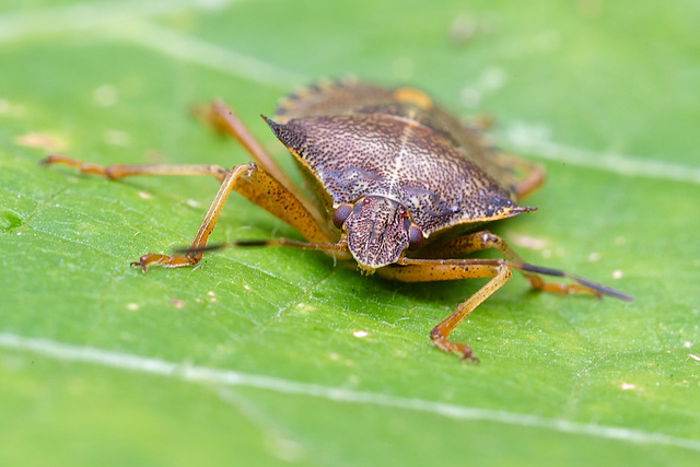 Shield Bug