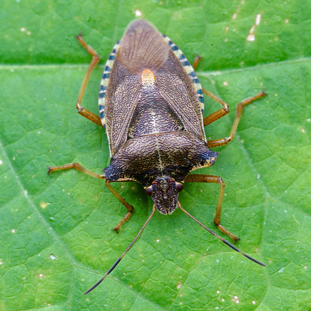 Shield Bug