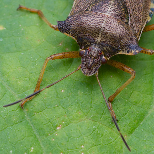 Shield Bug