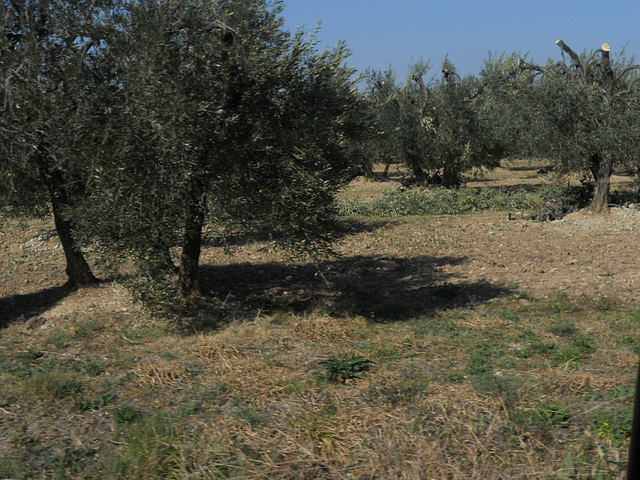 Olive groves