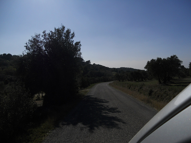 Country lane among the olive groves