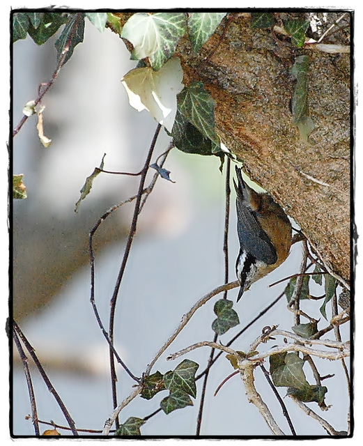 Nuthatch