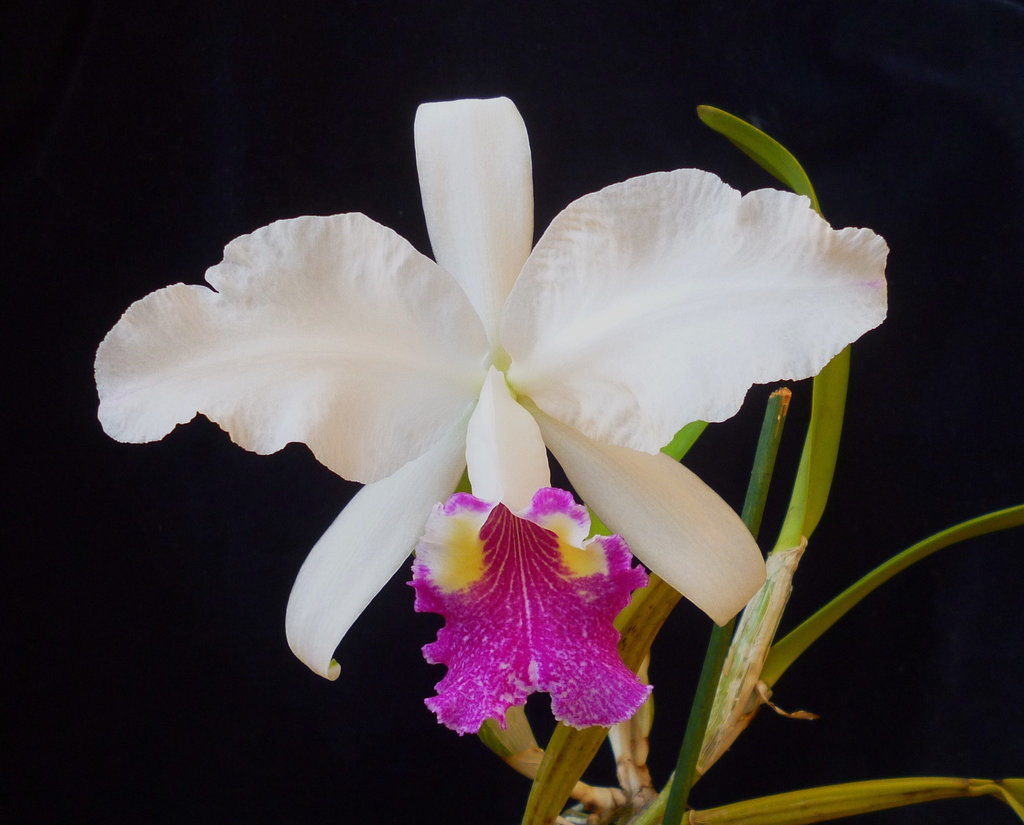 Cattleya lueddemanniana var. semi-alba