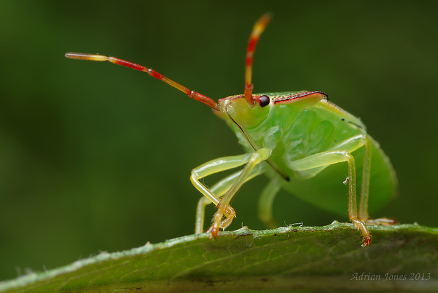 Hawthorne Shieldbug Nymph