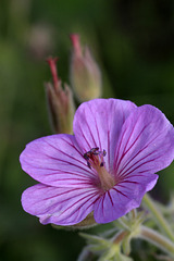 Sticky Geranium