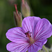 Sticky Geranium